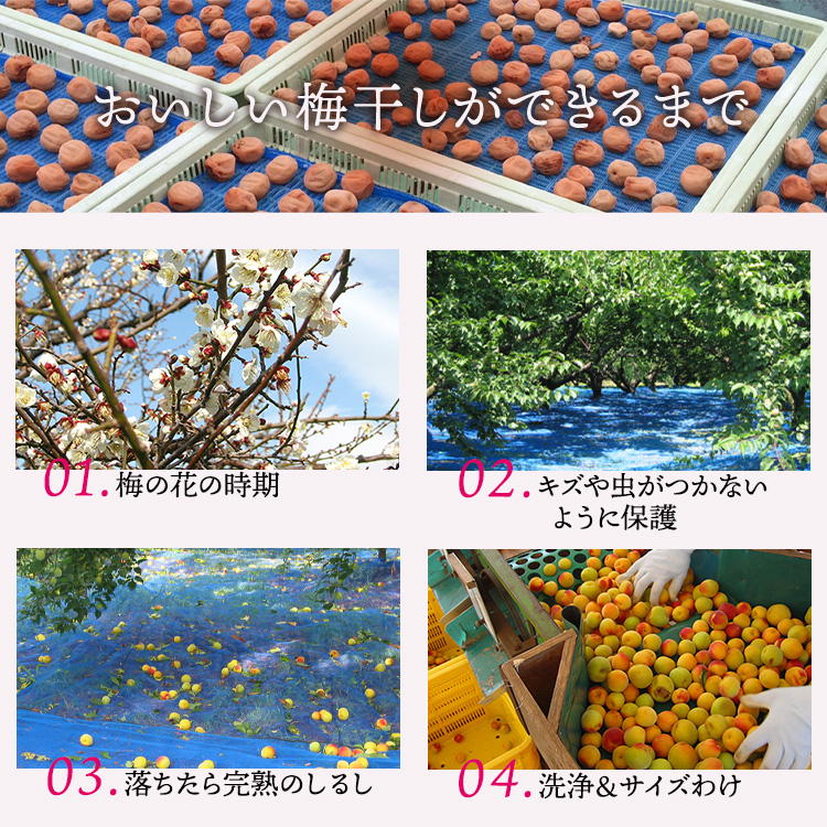 【贈答用】紀州南高梅 白干梅干し 400g 化粧箱入 | ギフト プレゼント 国産 ※北海道・沖縄・離島への配送不可