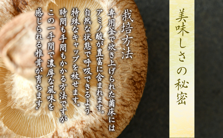 生しいたけ 1kg しいたけ