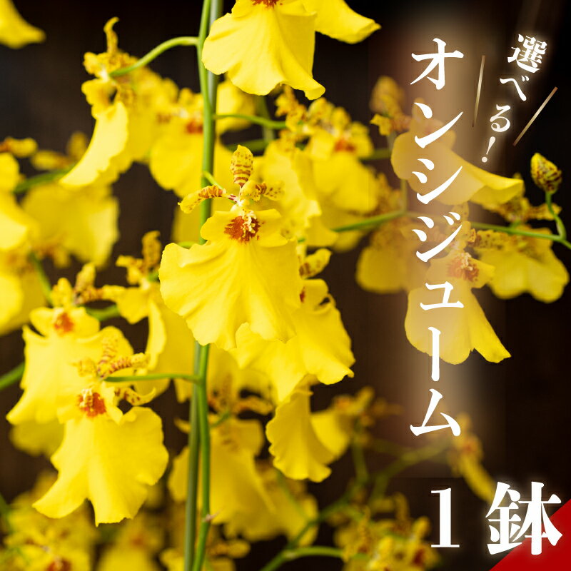 【ふるさと納税】 オンシジューム ( アロハ・イワナガ ) 1鉢 M~2L お花 花 はな フラワー インテリア 鑑賞 洋ラン 鉢 栽培 園芸 ガーデニング 初心者向け