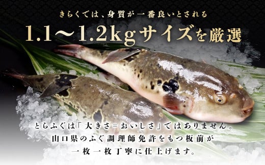 身質が一番良いとされる「1.1～1.2kgサイズ」を厳選！ふぐ調理師免許をもつ板前が一枚一枚丁寧に調理しています。