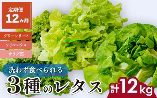 【定期便12ヶ月】 ＜洗わず食べられる・室内水耕栽培＞ 3種のレタス 1回1kg(500g×2袋)×12ヵ月 | レタス 野菜 大容量 新鮮レタス オーガニック野菜 無農薬 野菜直送 フレッシュ サラダ サラダ用野菜 健康志向 こだわり フレッシュ 産地直送 食品ギフト セット 緑黄色野菜 新鮮 安心野菜 旬 低カロリー レタスボウル カロテン 定期便 スマイル農場 埼玉県 東松山市