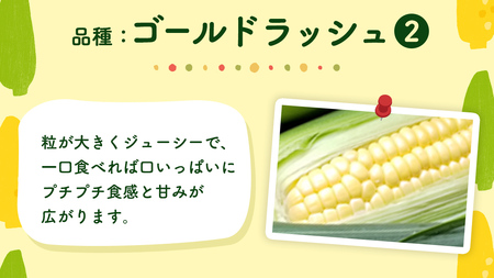 【 先行予約 6月下旬 以降発送】【 令和6年産 】 朝採り とうもろこし （ ゴールドラッシュ ） 約 6kg トウモロコシ スイートコーン 野菜 産地直送 期間限定 [AX019ya]
