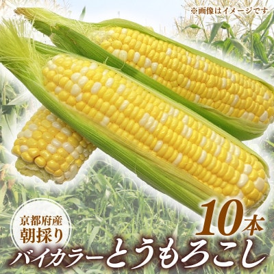 京都府久御山町 とうもろこし バイカラー 10本 朝採れコーン【配送不可地域：離島・北海道・沖縄県・東北】