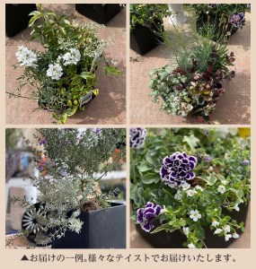 SL0094　【12回定期便】植物と花を育てるキットの定期便「植物の寄せ植えキット スクエア12」