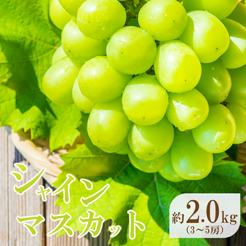 【ふるさと納税】熊本県産 シャインマスカット 約2kg | 玉名 熊本 秋の味覚 種無し ぶどう 熊本 産地直送 送料無料