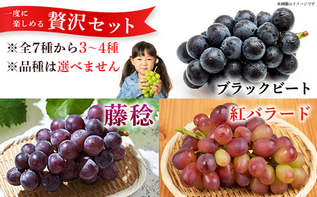＜西予の極上ぶどう極み彩り 約2kg＞ 果物 くだもの フルーツ ぶどう 葡萄 ブドウ 7種 詰め合わせ 食べ比べ 藤稔 瀬戸ジャイアンツ ゴルビー ピオーネ 紫玉 特産品 ファームNINOMIYA 