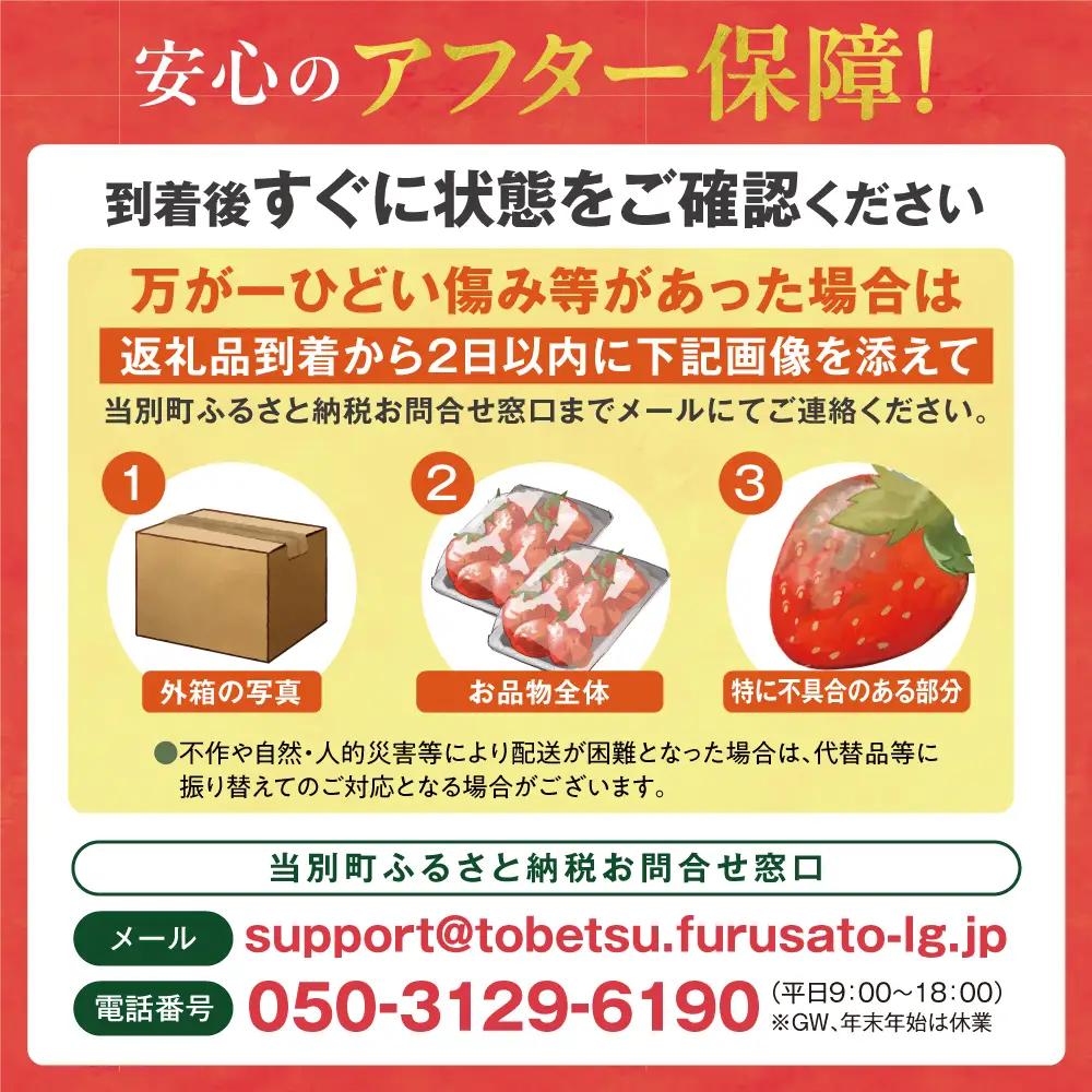 【2027年度産先行受付】当別町産べんけべつのいちご（けんたろう）8パック｜イチゴ 苺 北海道産 希少品種 朝どれ 北海道産 北海道 当別町