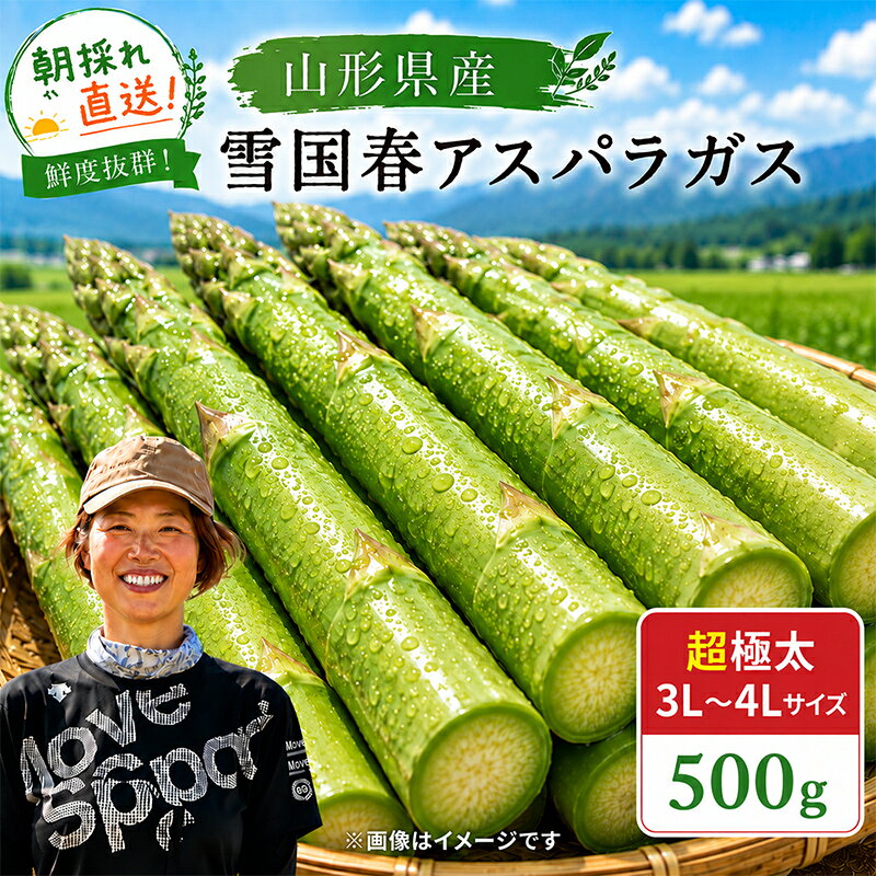 【ふるさと納税】 【令和9年産先行予約】 雪国春アスパラガス 約500g (3L～4Lサイズ) 《令和9年5月中旬～発送》 『情野農園』 極太 グリーン 山形南陽産 農家直送 山形県 南陽市 [2734]