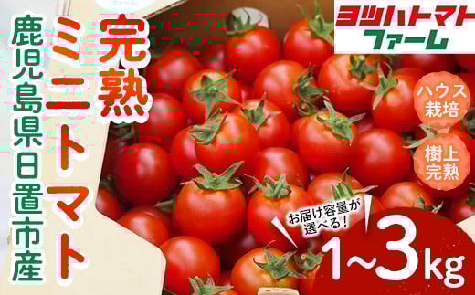 
            No.1195-A/1195-B/1195-C ＜内容量が選べる！＞ハウス栽培 完熟ミニトマト(1～3kg) 国産 九州産 トマト とまと ミニトマト 野菜 ハウストマト 完熟 産地直送【ヨツハトマトファーム】
          