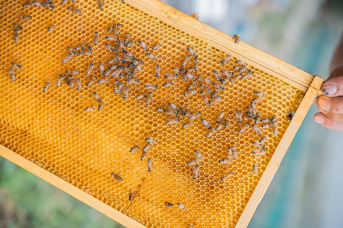 国産百花蜜：伊豆の花々 百花の生はちみつ（贈答用150g×2本） 1379 ／ Honey・D  国産 ハチミツ 非加熱 無添加 静岡県 東伊豆町
