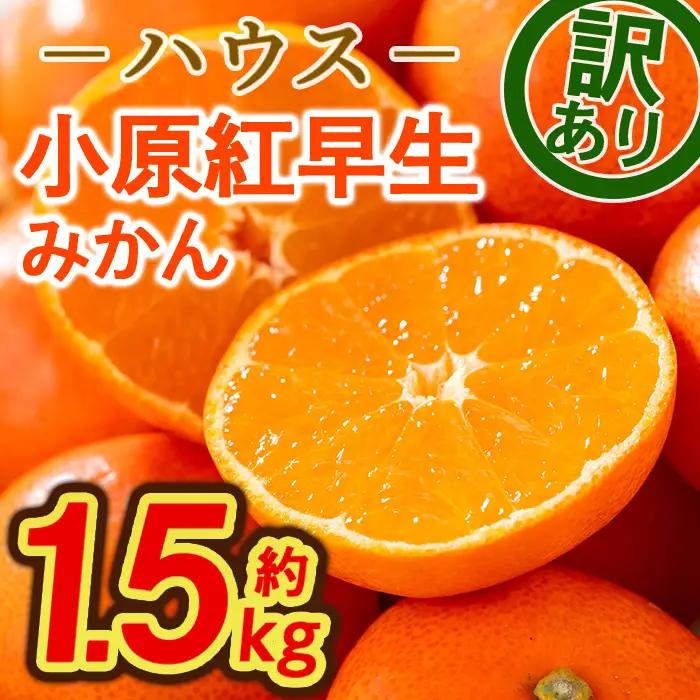 ＜先行予約！2027年6月下旬以降順次発送予定＞＜訳あり＞ハウス小原紅早生みかん(約1.5kg) 国産 果物 フルーツ ミカン 柑橘 新鮮【man181】【Aglio nero】