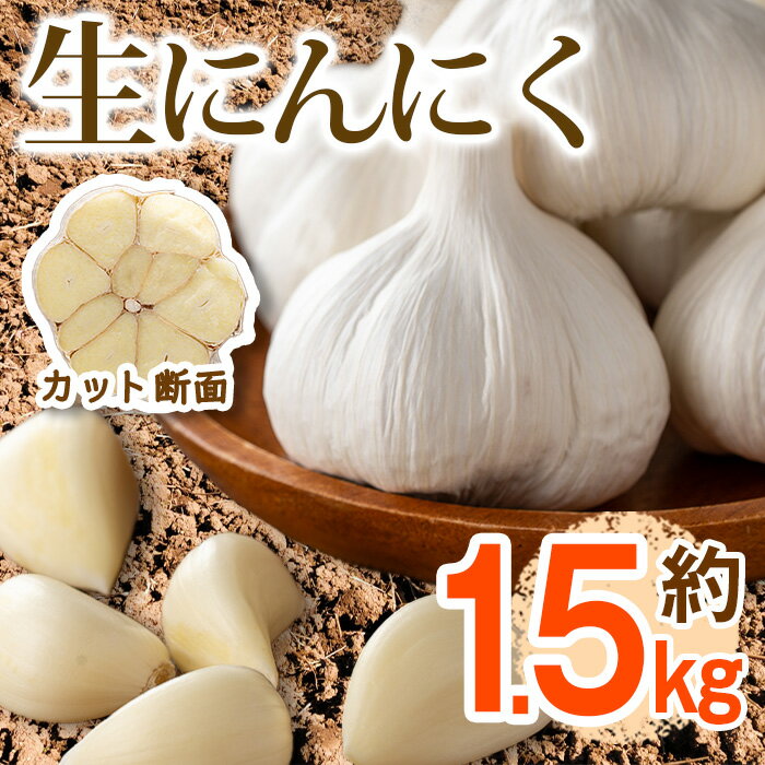 【ふるさと納税】＜先行予約！2026年5月上旬以降順次発送予定＞生にんにく(約1.5kg) 国産 野菜 ニンニク 生ニンニク 大蒜 薬味 産地直送 新登場 【man357】【Aglio nero】