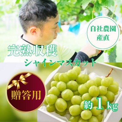 【2026年先行予約】【贈答用】シャインマスカット 約1kg 山梨県産 自社農園産直!完熟収穫!【配送不可地域：離島】