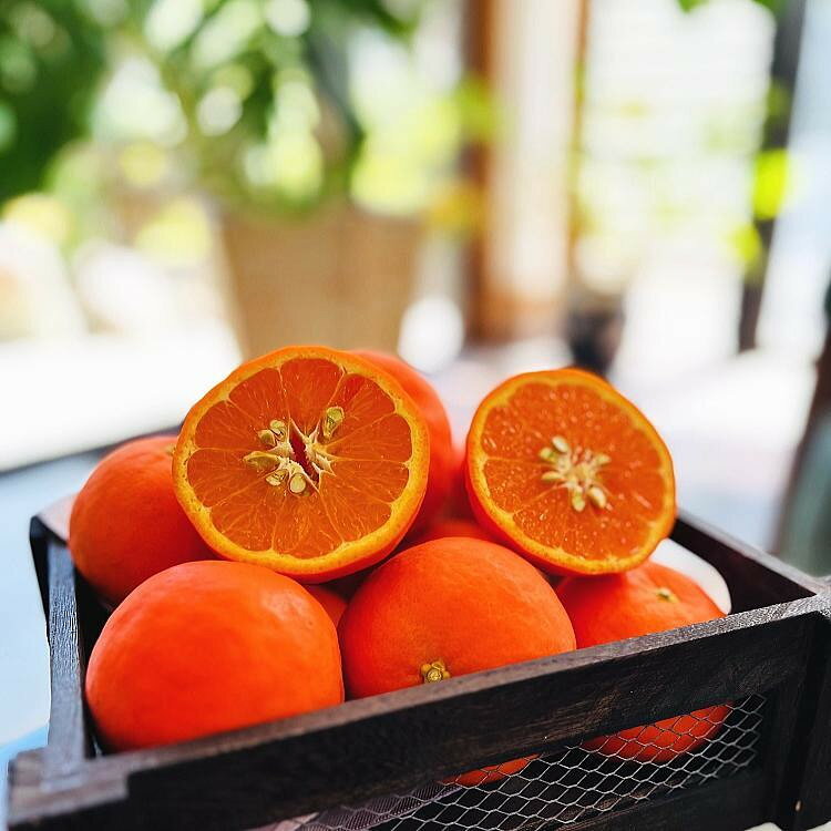 【ふるさと納税】【選べる容量】特選 セミノールオレンジ 約1.5～5kg［先行予約・2027年4月～発送］ | オレンジ フルーツ 果物 くだもの 食品 人気 おすすめ 送料無料 産地直送