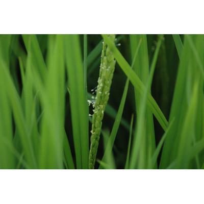 ふるさと納税 鶴岡市 【令和7年産】山形県鶴岡産特別栽培米 つや姫 白米 精米 10kg[K-777] |  | 02