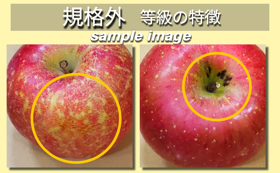 【2025年12月上旬発送】 りんご サンふじ 約 5kg 規格外 程度 青森 五所川原 不揃い サン ふじ りんご規格外