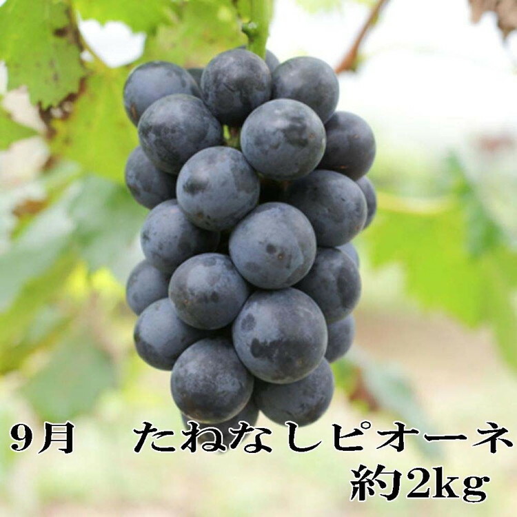 〈定期便〉【7・9・11月 全3回】産直・和歌山フルーツ（桃・ピオーネ・有田みかん）※北海道・沖縄・離島への配送不可_イメージ3