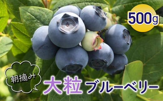 朝摘み大粒ブルーベリー500g※2025年7月上旬から発送予定