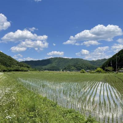 ふるさと納税 丹波篠山市 丹波篠山産特別栽培米コシヒカリ5kg×2 |  | 02