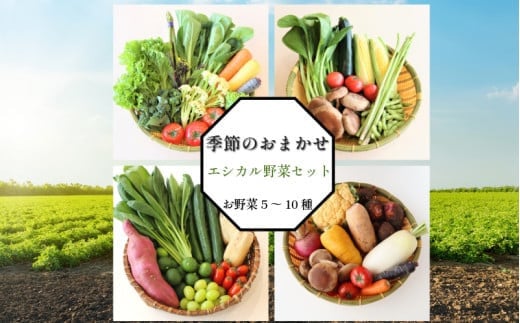 
            旬のエシカル野菜セット
          