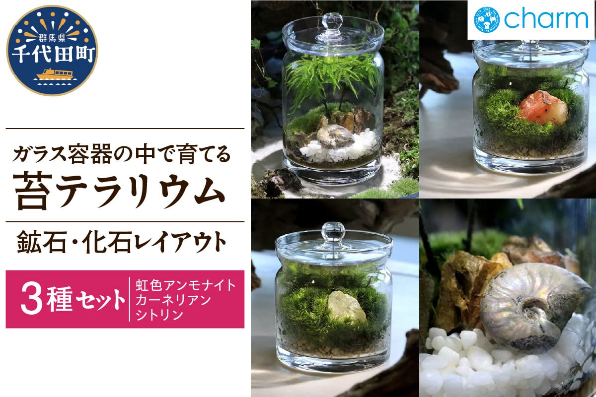 
            苔テラリウム 鉱石 化石 レイアウト 3種セット 虹色アンモナイト カーネリアン シトリン  群馬県千代田町 インテリア ナチュラル かわいい 癒し 植物 リラクゼーション 室内栽培 プレゼント ギフト 贈答用 送料無料 趣味 人気 オススメ 初心者 玄関 リビング キッチン 株式会社チャーム
          
