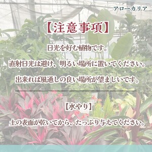 【D0-008】緑の匠が選んだ観葉植物 素敵な空間づくりに アローカリア 8号