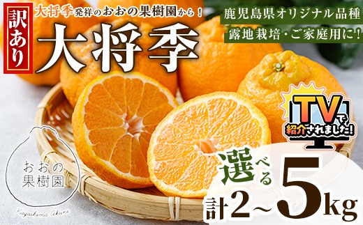 
                  ＼テレビで紹介されました！／＜先行予約受付中！2027年3月下旬以降順次発送予定＞＜容量が選べる！＞数量限定！訳あり・ご家庭用！おおの果樹園の「大将季」(計2～5kg) 訳あり 訳アリ 果物 フルーツ 果実 柑橘 露地栽培 無加温 みかん【おおの果樹園】
                