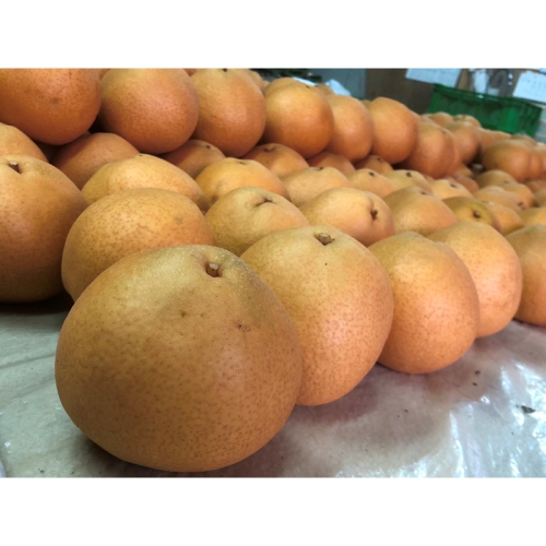 【先行予約／数量限定20】【訳あり】晩三吉梨 優品 5kg（8～16玉入り）（2027年1月上旬～発送） ふるさと納税 フルーツ ふるさと納税 なし ふるさと 納税 訳あり 規格外 ふるさと 納税 フルーツ くだもの 果物 農家直送