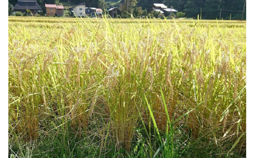 「6カ月連続発送定期便」新潟県認証減農薬米／特別栽培米コシヒカリ 玄米5kg（1袋）