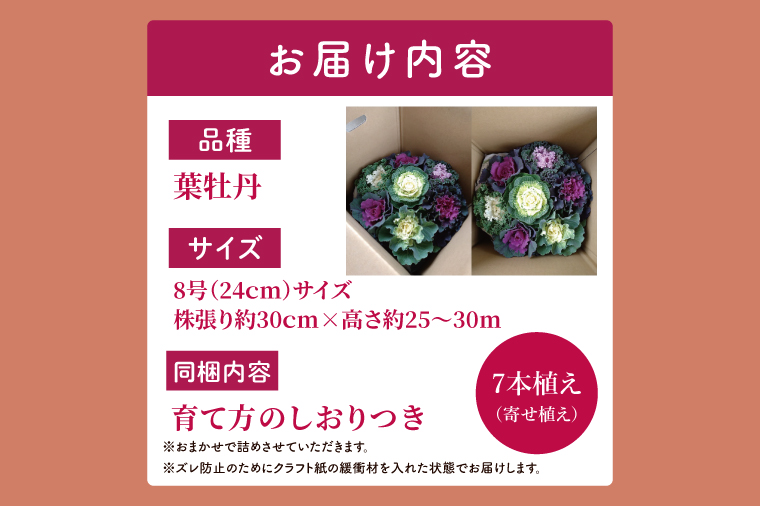 行方市の花農家「すみれ花園」セレクト 葉牡丹の寄せ植え｜花 お花 季節の花 葉牡丹 寄せ植え ギフト 贈り物 プレゼント 茨城県 行方市(EH-29)