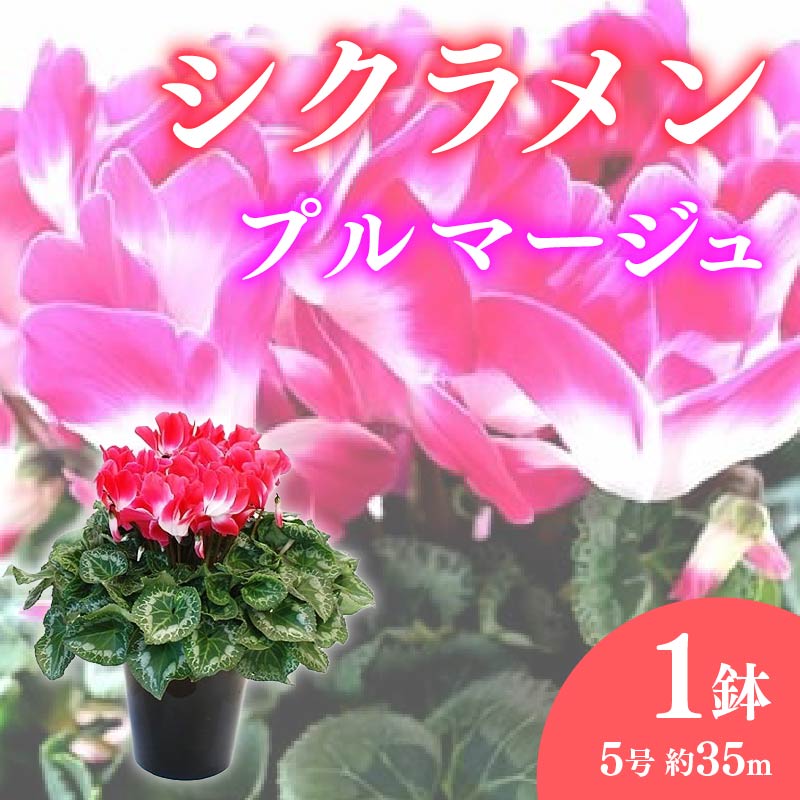 【ふるさと納税】 シクラメン 鉢植え 5号 複色 プルマージュ 花 冬 季節の花 ガーデニング 庭 贈答用 プレゼント ギフト 植物 観葉植物 インテリア 室内装飾 寄せ植え 冬の花 花屋 園芸店 藤枝市 静岡県