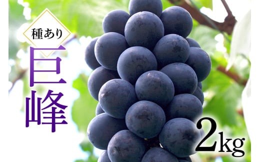 
                  【2026年先行予約】巨峰 2kg ( 種あり ) 川田ぶどう園 ぶどう ブドウ 国産 果物 くだもの 葡萄 黒系ぶどう 甘い フルーツ 2キロ 9月 発送 秋 旬 品種 茨城県産 産地直送 産直 農家直送 冷蔵 茨城県 石岡市 (A06-001)
                