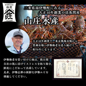 最高級 活き 伊勢海老 約800～900g 2～5尾 Bコース 伊勢えび 産地直送 天然 国産 海鮮 新鮮 刺し身 味噌 焼き物 ギフト 贈答 三重県 南伊勢 伊勢 志摩 45000円 四万五千円