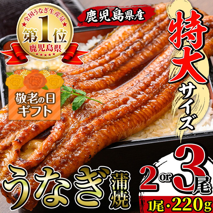 【ふるさと納税】【敬老の日ギフト】＼特大サイズ／ 尾数が選べる！ 鹿児島県産 うなぎ蒲焼 ( 2尾 or 3尾 ) 1尾 約220g たれ 山椒付きうなぎ 鰻 ウナギ 特大 特大サイズ 特大鰻 蒲焼き 国産 鹿児島県産 選べる 贈答 ギフト プレゼント 敬老の日 【薩摩川内鰻】