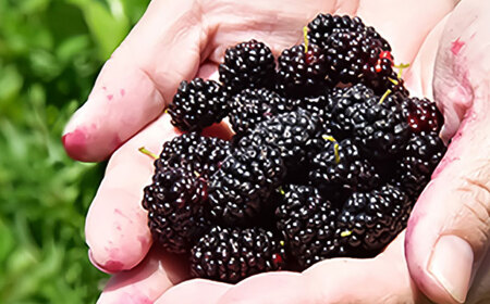 つぶつぶ桑の実 ジャム 2個セット（140g×2） 【株式会社 峯樹木園】[AYBM009]