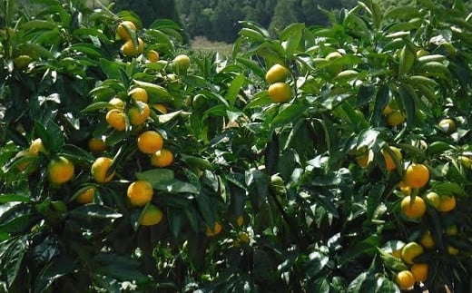 【先行予約】西都市産　極早生～早生みかん　5kg＜1-219＞