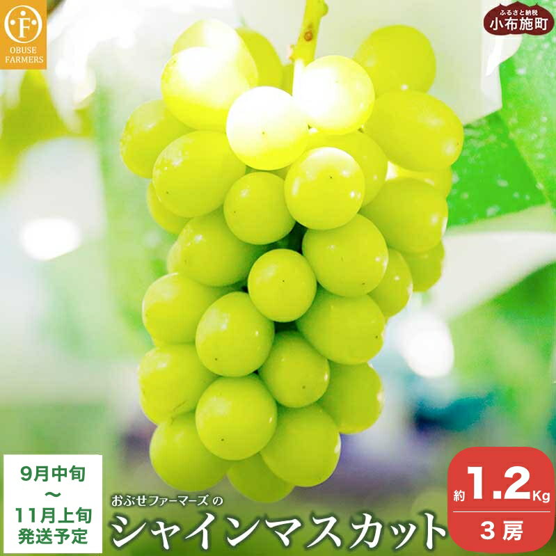 【ふるさと納税】水不足の農家応援企画 シャインマスカット小房 約1.2kg 3房 ［おぶせファーマーズ］果物 フルーツ 産地直送 種無しぶどう 種なしブドウ 葡萄 数量限定 長野 信州 令和7年産 【2025年9月中旬〜11月上旬発送】