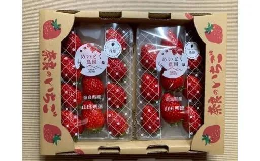  【2027年（令和9年）1月～発送】いちご 苺 珠姫（たまひめ）×4パック 甘い 大粒 イチゴ めいとく農園