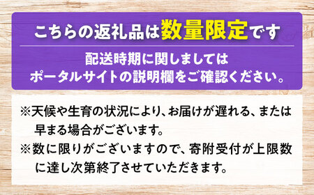 【先行予約】【10月上旬から順次発送】贈答用 シャインマスカット 約1.2kg（2房） シャインマスカット シャインマスカット シャインマスカット シャインマスカット[APCR003]