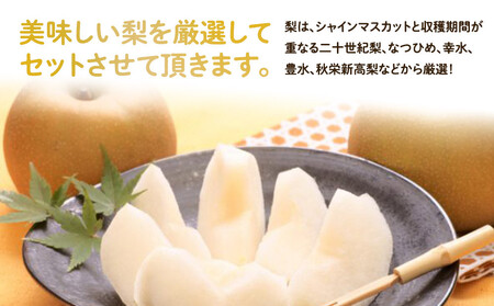 955.【訳あり】シャインマスカット（350ｇ前後）と旬の梨（5玉）セット≪ぶどう、マスカット、ブドウ、葡萄、なし 果物 フルーツ くだもの 鳥取県北栄町≫※8月下旬頃～9月中旬頃に順次発送