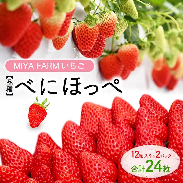 【先行予約】MIYA FARM いちご（品種：べにほっぺ）12粒入り×2パック 合計 24粒 ※北海道・沖縄・離島への配送不可 ※2027年1月中旬～5月下旬頃に順次発送予定
