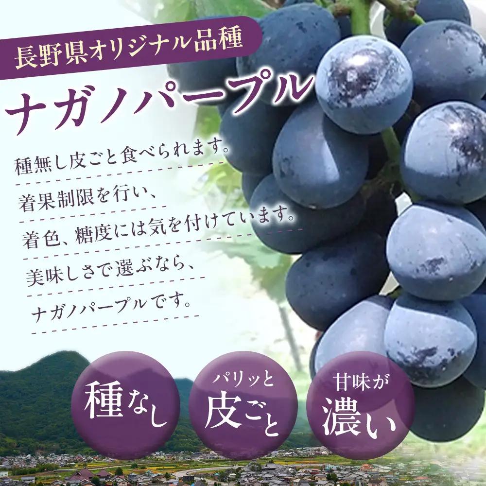 高野農園　ぶどう  訳あり 長野市松代産 ナガノパープル 約1kg バラ房 果物 ブドウ 葡萄 フルーツ デザート おやつ 種なし TAKANO農園 信州 | ぶどう