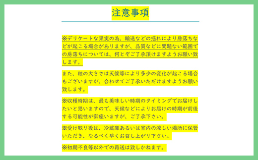 【先行予約】2024年発送分 シャインマスカット 2～3房（約1.2kg） フルーツ 山梨 シャイン マスカット くだもの 大粒 人気 厳選 ブドウ ぶどう 葡萄 富士川町