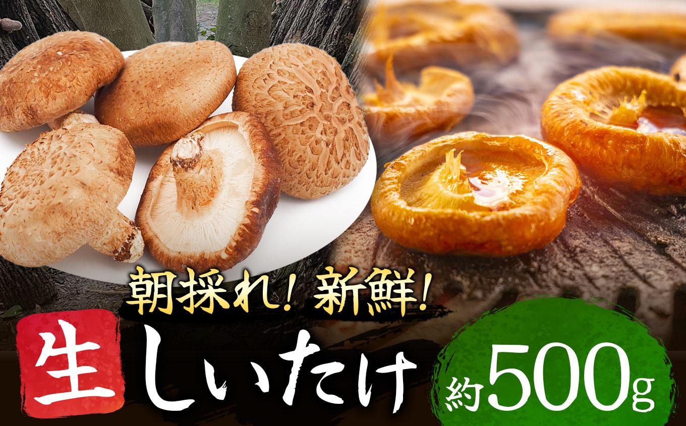 
                  朝どれ 新鮮 生しいたけ 約500g | 山菜 野菜 きのこ キノコ しいたけ シイタケ 椎茸 生シイタケ 生椎茸 しんせん 熊本県 玉名市
                