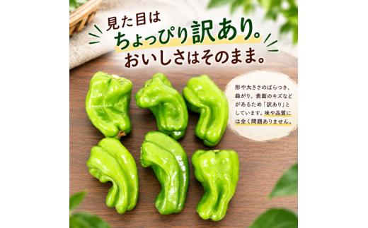 【 訳あり 】 ピーマン 1.5kg |  わけあり 不揃い 国産 野菜 やさい 新鮮野菜 旬 産地直送 農園直送 お取り寄せ おかず 食品 食材 炒め物 肉詰め サラダ 天ぷら BBQ バーベキュー