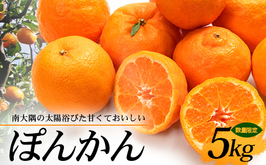 南大隅の太陽浴びた甘くて・おいしい ぽんかん（約5kg）ID-1 ｜ぽんかん ポンカン 柑橘 甘い 果物 新鮮 産地 直送 おすすめ 人気 南大隅町