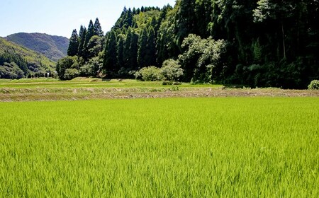 【令和7年産】難関突破米5kgと森のくまさん5kg 白米食べ比べ 精米 熊本県 南関町産 単一原料米 ヒノヒカリ 産地直送 コメ お米 祈願米