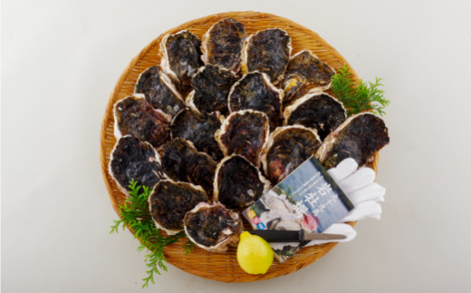[A162］九十九島岩がき 牡蠣 冷蔵 かき カキ むき身 岩牡蠣 いわ牡蠣 貝 海鮮 魚介 魚介類 新鮮 カキフライ 牡蠣鍋 焼き牡蠣 アヒージョ 長崎県 佐世保市 p