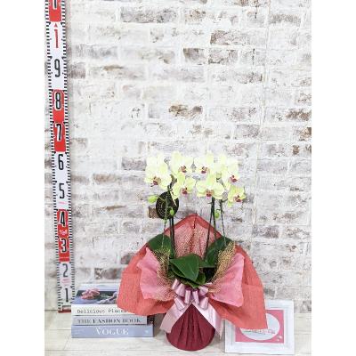 ふるさと納税 山口市 ☆金賞受賞☆超希少!イエロー胡蝶蘭’日の出’小 ミディサイズ(2本立) D426 |  | 03