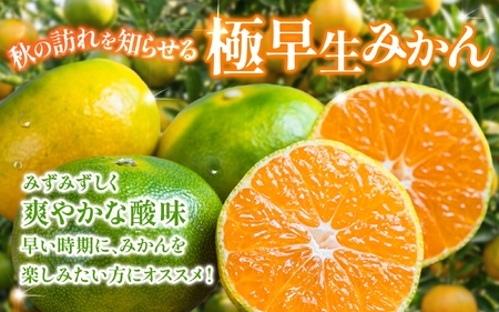 【2026年9月下旬~発送】極早生みかん【農家直送】こだわりの極早生みかん 約4kg【数量限定】 有機質肥料100% サイズ混合 ※2026年9月～10月に順次発送予定（お届け日指定不可） / 早生み